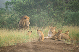 Foto Löwenfamilie