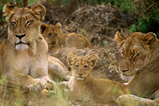 Foto Löwenfamilie