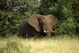 Foto Elefantenbulle