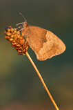 Foto Schmetterling