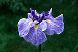 Foto Schwertlilie, Iris ensata