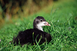 Foto Junges Bläßhuhn