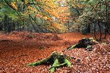 Foto Herbstwald
