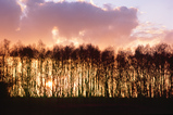 Foto Baumreihe im Sonnenuntergang