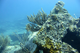 Foto Korallen auf Wrackteilen