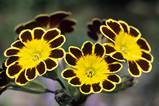 Foto Primula, Primel Gold Laced