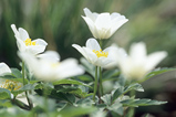 Foto Buschwindröschen, Anemone nemorosa