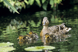 Foto Stockentenfamilie