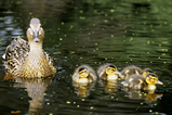 Foto Stockentenfamilie