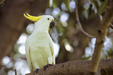 Foto Gelbhaubenkakadu