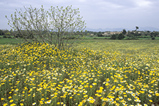 Foto Blumenwiese