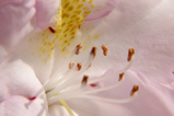Foto Rhododendronblüte