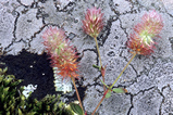 Foto Blüten vor Gestein