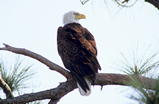 Foto Weißkopfseeadler