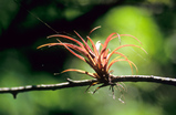 Foto Tillandsie, Tillandsia species