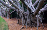 Foto Würgefeigen, Ficus dendrocida