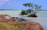 Foto Mangrove in den Everglades