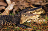 Foto Mississippi-Alligator