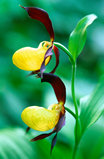 Foto Marienfrauenschuh, Cypripedium calceolus