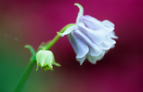 Foto Akelei, Aquilegia