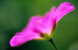 Foto Blutstorchschnabel, Geranium sanguineum