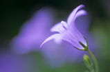 Foto Glockenblume, Campanula garganica