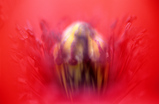 Foto Klatschmohn, Papaver rhoeas