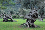 Foto Alte Olivenbäume, Olea europaea