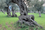 Foto Alte Olivenbäume, Olea europaea