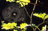 Foto Spinnennetz in einer Eiche