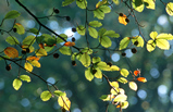 Foto Herbstblätter der Rotbuche