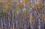 Foto Herbstlicher Birkenwald