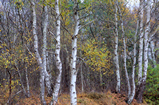 Foto Birkenwald im Herbst