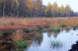 Foto Herbstfarben im Moor