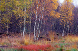 Foto Moorbirken im Herbst