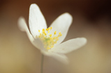 Foto Buschwindröschen, Anemone nemorosa