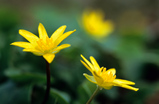 Foto Scharbockskraut, Ranunculus ficaria