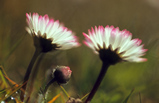 Foto Gänseblümchen, Bellis perennis