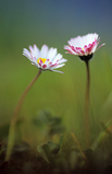 Foto Gänseblümchen, Bellis perennis