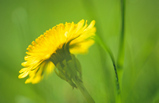 Foto Löwenzahnblüte, Taraxacum officinalis