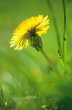 Foto Löwenzahnblüte, Taraxacum officinalis