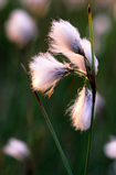 Foto Schmalblättriges Wollgras, Eriophorum angustifolium