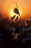 Foto Schmalblättriges Wollgras, Eriophorum angustifolium