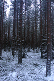 Foto Nordischer Winterwald