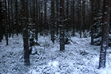 Foto Nordischer Winterwald