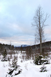 Foto Nordische Winterlandschaft