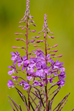 Foto Schmalblättriges Weidenröschen, Epilobium angustifolium