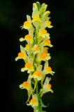 Foto Leinkraut, Linaria vulgaris