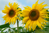 Foto Sonnenblumen, Helianthus annuus