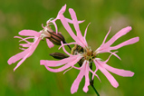 Foto Kuckuckslichtnelke, Lychnis flos-cuculi